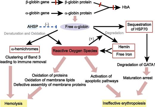 Figure 2. Pathophysiology of β-thalassemia. Absent or reduced β-globin production leads to an unbalanced excess of α-globin chains, which then trigger cascade of events through the generation of ROS, resulting in hemolysis of mature red blood cells and destruction of immature erythroid precursors in the bone marrow (ineffective erythropoiesis). AHSP, α hemoglobin stabilizing protein; HSP70, heat shock protein 70.