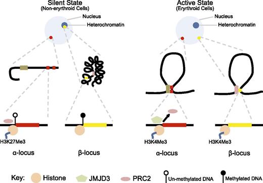 Figure 3. Contrasting epigenetic landscape of α- and β- globin loci. In the silent, nonexpressed state (nonerythroid cells), the α-globin locus (red dot) is in open chromatin environment, whereas the β-globin locus (yellow dot) is in a closed chromatin conformation incorporated into heterochromatin (dark blue circle within the nucleus). The promoter of α-globin is unmethylated, bound by PRC2, and the associated histone has the H3K27me3 modification. In contrast, the β-globin locus is heavily methylated and does not show binding of PRC2 or the H3K27me3 chromatin modification. In the active state (erythroid cells), both loci are located away from heterochromatin and form loop structures to facilitate respective enhancer–promoter interactions, and both promoters show H3K4me3 active chromatin modification. However, only in the α-globin locus, PRC2 is detached and JMJD3 is recruited to facilitate removal of the H3K27me3 repressive chromatin modification.