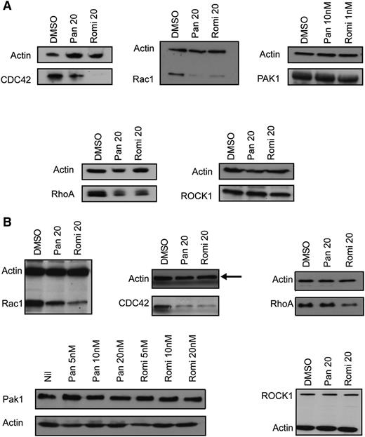 Figure 5. HDACIs reduce the levels of Rho-GTPase family members in murine fetal liver–derived megakaryocytes and the human megakaryoblastic cell line Meg-01. (A) Western blot performed on fetal liver cell–derived megakaryocytes treated for 48 hours with 10 nM panobinostat (Pan) and 1 nM romidepsin (Romi) showing a reduction in CDC42, Rac1, and RhoA, but no change in PAK1 or ROCK1 levels. (B) Western blot performed on Meg-01 cells treated for 24 hours with 20 nM panobinostat and 20 nM romidepsin showing a reduction in CDC42, Rac1, and RhoA, but no change in PAK1 or ROCK1 levels. The arrow indicates the corrected loading control.