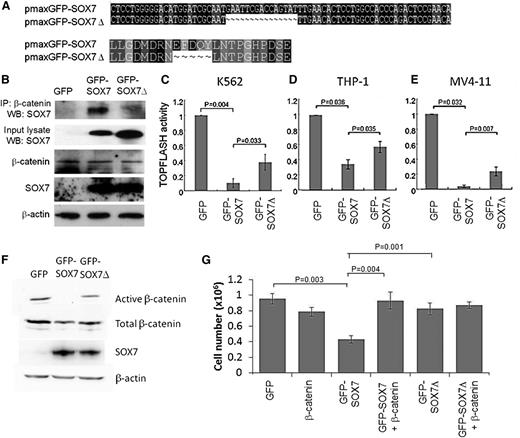 Figure 4. SOX7 inhibited Wnt/β-catenin activity in K562 cells. (A) DNA (upper) and protein alignment (lower) of SOX7 and SOX7-deleted β-catenin binding site (SOX7Δ). (B) K562 cells nucleofected with β-catenin and either GFP, GFP-SOX7, or GFP-SOX7Δ. Immunoprecipitation (IP) was performed using anti-β-catenin antibody, and both the input lysate and the pull-downs were subjected to western blot analysis using anti-SOX7 antibody. Whole cell lysates of the K562 were also subjected to western blot analysis using anti-β-catenin and SOX7 antibodies, with β-actin as a loading control. GFP-SOX7Δ showed diminished binding to β-catenin as compared to SOX7. SOX7 expression downregulated Wnt/β-catenin activity in K562 (C), THP-1 (D), and MV4-11 cells (E), as enumerated by TOPFlash, normalized with respect to GFP-transduced cells. Deletion of β-catenin binding site in SOX7Δ significantly reduced the inhibitory effects of SOX7 on β-catenin activity. TOPFlash activity in GFP-transduced cells was arbitrarily set as 1 (K562, n = 3; THP-1, n = 4; MV4-11, n = 3 separate experiments). (F) SOX7 overexpression in K562 significantly reduced the active form (nonphosphorylated) of β-catenin, whereas SOX7Δ overexpression had no effect. (G) SOX7 overexpression in THP-1 cells significantly reduced the cellular proliferation, and the effect could be reversed by β-catenin expression. SOX7Δ expression with or without β-catenin had no significant effect.