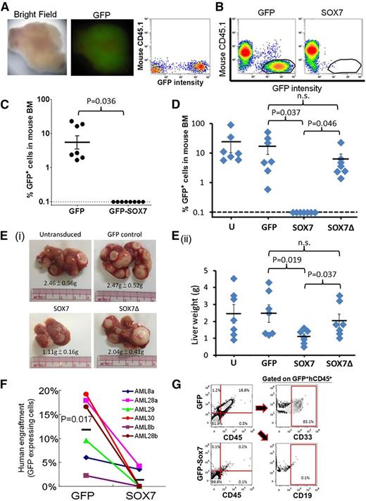 Figure 5. SOX7 expression reduced the repopulating potential of K562 and THP-1 cells and primary CD33+CD34+ AML samples in immunodeficient NOD/SCID mice. (A) A representative of the myeloid sarcomas detected in 3 of 7 mice transplanted with K562 cells (left). The excised tumor shows GFP positivity (middle). The GFP intensity in the sarcoma was detected by flow cytometry (right). (B) K562 cells engrafted in mouse BM were enumerated by flow cytometry as mouse CD45.1−/ GFP+ population (left, circled) and completely abolished by SOX7 expression (right; n = 3 separate experiments based on a total of 7 and 8 mice transplanted with GFP and GFP-SOX7 transduced cells, respectively). (C) A summary of GFP+ population in 3 sets of the experiment in panel B. SOX7 expression completely abolished the repopulating potential of K562 in mice. (D) SOX7 overexpression in THP-1 cells completely abolished engraftment in mouse BM, whereas SOX7Δ expression had no significant effect. (E) (i) Mice transplanted with untransduced, GFP-expressing, and SOX7Δ-expressing THP-1 cells resulted in leukemic deposits in liver, whereas in those with SOX7 overexpression, leukemia deposition was significantly less. (ii) Individual data on liver weights are shown. Mice were euthanized at 6 to 8 weeks. (F) Six CD33+CD34+ AML samples from 4 patients were lentivirally transduced with GFP or GFP-SOX7 and transplanted into irradiated NOD/SCID mice with equal cell doses. BM was aspirated at 6 and 9 weeks and harvested 12 weeks after transplantation. SOX7 expression nearly abolished leukemia engraftment. (G) Mouse BM cells stained by PC5-conjugated human CD45 antibody and subjected to flow cytometry show correlation between GFP and CD45 expression. In all xenotransplantation studies, successful leukemia engraftment was defined by the presence of GFP+, human CD45+, and murine CD45.1− cells in the recipient BM enumerated by flow cytometry. h, human.