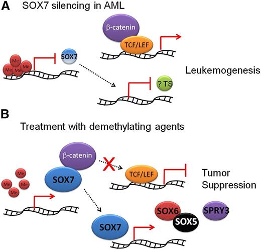 Figure 6. Proposed tumor suppressor role of SOX7 in AML. (A) SOX7 expression is normally silenced in AML by promoter CpG island hypermethylation. Wnt/β-catenin signaling is unopposed. SOX7 silencing might be associated with downregulation of other tumor suppressors (?TS). Both SOX7 suppression and Wnt/β-catenin activity might result in leukemogenesis. (B) When SOX7 was expressed, β-catenin was bound and Wnt/β-catenin signaling was checked. SOX7 might induce expression of other tumor suppressors, including SOX6 and Sprouty 3 (SPRY3). These changes were associated with an antileukemia effect on AML.