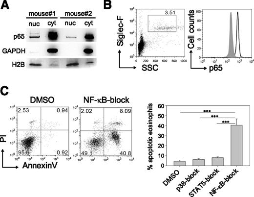 Figure 2. NF-κB inhibition impairs survival of mature eosinophils. (A) Western blot of p65 from cytoplasmic (cyt) and nuclear (nuc) protein fractions of peritoneal eosinophils isolated from 2 IL-5 transgenic mice.16 Glyceraldehyde-3-phosphate dehydrogenase (GAPDH) and histone H2B were used as cytoplasmic and nuclear marker proteins, respectively. (B) Blood eosinophils (Siglec-F+SSChigh) from wild-type BALB/c mice were stained intracellularly for p65 (black outline) and an isotype control antibody (gray shade). Plots are representative of 3 independently analyzed mice. (C) Eosinophils were pretreated with inhibitors for STAT5, p38, or NF-κB and then cultured in the presence of IL-5 for 72 hours. Dot plots show representative annexin V/propidium iodide (PI) staining of NF-κB–exposed eosinophils vs dimethylsulfoxide (DMSO) vehicle control. Bar graphs show mean + SEM of apoptotic eosinophils pooled from 3 independent experiments (n = 8-9; ***P < .0001).