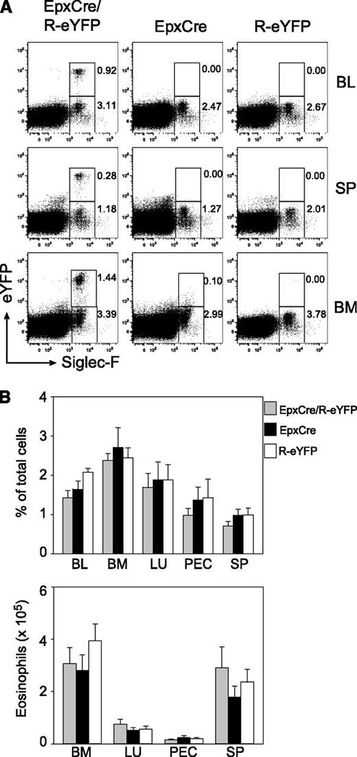 Figure 3. EpxCre/R-eYFP mice selectively mark eosinophils. (A) Flow-cytometric analysis of Siglec-F+ eosinophils in blood, spleen, and bone marrow from naive EpxCre/R-eYFP, EpxCre, and R-eYFP mice. Numbers indicate frequencies of gated cells. (B) Frequencies (upper graph) and total number (lower graph) of eosinophils in blood, bone marrow, lung, peritoneum, and spleen from naive EpxCre/R-eYFP (gray bars), EpxCre (black bars), and R-eYFP (white bars) mice. Bar graphs show the mean + SEM (n = 9) from 3 independent experiments. BL, blood; BM, bone marrow; LU, lung; PEC, peritoneal cavity; SP, spleen.