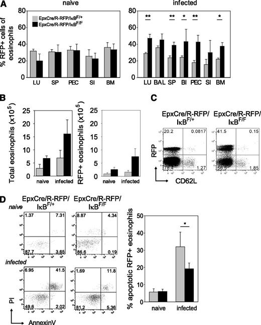 Figure 4. Constitutively active NF-κB in eosinophils increases their survival during N brasiliensis infection. (A) Percentage of RFP+ cells among eosinophils (Siglec-F+SSChi) in naive (left) and day 9 N brasiliensis–infected (right) EpxCre/R-RFP/IκBF/+ (gray bars) and EpxCre/R-RFP/IκBF/F (black bars) mice. Bars show the mean + SEM from 6 to 9 mice per group from pooled experiments. *P < .05; **P < .01. (B) Number of total (left) and RFP+ (right) eosinophils in the spleen of EpxCre/R-RFP/IκBF/+ (gray bars) and EpxCre/R-RFP/IκBF/F (black bars) mice on day 10 after N brasiliensis infection. Bars show the mean + SEM from 3 to 6 mice per group from 3 pooled experiments. (C) Expression of CD62L on RFP+ and RFP− eosinophils from indicated mice. Dot plots are representative of 3 analyzed mice per group. (D) Dot plots show frequencies of late apoptotic eosinophils (Siglec-F+SSChiRFP+annexinV+PI+) in naive and day 9–infected EpxCre/R-RFP/IκBF/+ (gray bars) and EpxCre/R-RFP/IκBF/F (black bars) mice. Bar graph shows the mean + SEM of late apoptotic Siglec-FhiRFP+ eosinophils from 6 naive and infected mice per group. *P < .05. BAL, broncho-alveolar lavage; SI, small intestine.