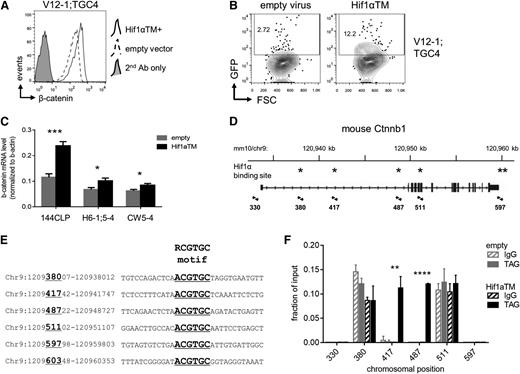 Figure 4. Hif1α contributes to β-catenin transcription directly. (A) Flow cytometric analysis of β-catenin protein levels. 7TGC-transduced mouse NOTCH1-ΔE leukemias were transduced with Hif1αTM (normoxia-stable, active Hif1α P402A/P577A/N813A triple mutant) or empty virus control, and cultured in vitro for 2 days on MS5 stromal feeders. Leukemia cells carrying the Hif1αTM or empty lentivirus were FACS-sorted by the linked hCD8 marker, then stained for intracellular β-catenin protein and analyzed by flow cytometry. Results depicted are representative of 3 different leukemias. (B) Flow cytometric analysis for Wnt reporter GFP expression. 7TGC-transduced leukemia cells were transduced with Hif1αTM/hCD8 or empty lentivirus and cultured in vitro for 2 days on MS5 stromal feeders. Cells were then harvested and assayed by flow cytometry. Gated Cherry+ hCD8+ leukemia cells are shown. Results depicted are representative of 3 different leukemias. (C) Real-time quantitative reverse transcription PCR analysis of β-catenin mRNA levels. The 144CLP mouse T-ALL cell line and 2 independent mouse leukemias were transduced with Hif1αTM or empty virus control, FACS-sorted for the linked GFP marker 2 days later, and then lysed for RNA. Mean ± SD values of triplicate assays are plotted. *P < .05; ***P < .001 (Student t test). (D) Map of the mouse Ctnnb1 locus with putative Hif1α binding sites indicated with asterisks. Primer pairs used for quantitative local ChIP assays are indicated by arrowheads with associated map coordinates. (E) Alignment of putative Hif1α binding sites within the mouse Ctnnb1 locus. Six regions containing Hif1α consensus binding sites are shown with the core RCGTGC motif indicated by underlined text in large font. Map coordinates corresponding to the positions assayed by local ChIP-PCR in (F) are indicated by underlined numbers in large font. Locus coordinates are from the GRCm38/mm10 genome assembly. (F) ChIP for Hif1α occupancy over the mouse Ctnnb1 locus. The 144CLP cell line was transduced with Myc epitope-tagged Hif1αTM or empty virus control, and FACS-sorted for the linked GFP marker 3 days later. Sheared chromatin was immunoprecipitated with anti-Myc tag (TAG) or IgG control antibody. Quantitative PCR was performed using primer pairs flanking putative Hif1α binding sites as indicated in (C). Data were normalized to their respective input DNA controls. Mean ± SD values of triplicate assays are plotted. **P < .01; ****P < .0001 (Student t test). FSC, forward light scatter.