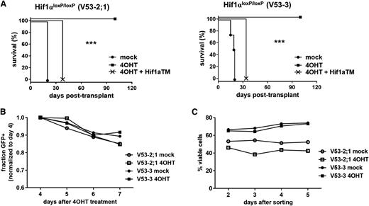 Figure 5. Deletion of Hif1α eradicates LICs. (A) Survival of recipient mice after transplantation with leukemias deleted of Hif1α. Two independent mouse NOTCH1-ΔE leukemias on Hif1αloxP/loxP background were explanted, transduced with CreERT2/GFP only or CreERT2/GFP and Hif1αTM/Cherry viruses, and then treated with 4-OHT or vehicle (mock) control in vitro. GFP+ or GFP+ Cherry+ leukemia cells, respectively, were then FACS-sorted and injected into each of 4 recipient animals (n = 4) at a dose of 1 × 105 cells per mouse. ***P < .001 (log-rank test). (B-C) Growth/survival of Hif1αΔ/Δ leukemia cells cultured in vitro. Primary mouse Hif1αloxP/loxP leukemias were explanted, transduced with CreERT2/GFP virus, and then treated with 4-OHT or vehicle (mock) in vitro. In (B), relative cell growth was assessed by tracking the % GFP+ cells over time, in culture by flow cytometry. A decreasing GFP+ fraction indicates transduced (GFP+) cells are growth disadvantaged compared with nontransduced (GFP−) cells in the same culture. In (C), transduced (GFP+) cells were FACS-sorted 2 days after initiation of 4-OHT treatment, then overall culture viability was assessed by flow cytometry for propidium iodide (PI) exclusion.