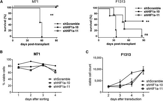 Figure 7. Effects of HIF inhibition on patient-derived T-ALL xenografts. (A) Survival of recipient NSG mice after transplantation with xenograft-expanded primary human T-ALL leukemias transduced by lentivirus encoding shRNAs against HIF1α or scrambled shRNA control. Leukemia cells were transduced with virus, cultured on MS5-DL1 feeders for 3 days, FACS-sorted for the viral GFP marker, and then injected into each of 4 recipient animals (n = 4) at a dose of 1 × 104 cells per mouse. Results are depicted for 2 different patient leukemias (M71 and F1313) in each experiment. **P < .01 (log-rank test). (B-C) Cell growth/viability assays. Xenograft-expanded primary human T-ALL cells were transduced with 2 different lentiviral shRNAs against HIF1α or scrambled shRNA control. In (B), transduced (GFP+) cells were FACS-sorted 2 days after transduction and cultured in vitro on MS5-DL1 feeders. Cell viability was tracked daily by flow cytometry for PI dye exclusion. In (C), cells were cultured in vitro on MS5-DL1 feeders following viral transduction. Absolute numbers of viable GFP+ cells from the unsorted culture were tracked daily by flow cytometry for PI dye exclusion with admixed polystyrene counting beads. Mean ± SD values are plotted. ns, not significant.