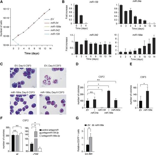 Figure 3. Expression of miR-139 and miR-199a alters the balance of HSPC loss and expansion. (A) Murine 32D cells were infected with MSCV-BC vectors containing either, miR-139, miR-199a, miR-34a, miR-342, or no miRNA (EV) as control; 32D cells expressing miRNAs were expanded in IL-3 containing medium and the number of cells at indicated time points is plotted. (B) Equal numbers of 32D cells expressing miRNAs were mixed with control EV-expressing 32D cells and switched to CSF3-containing medium. Cell samples were taken at indicated time points and genomic DNA was isolated. The abundance of the different barcodes relative to the EV barcode signal and normalized to day 0 is depicted. Representative data of 3 independent experiments are shown. The error bars represent SD of 3 measurements. (C) 32D-CSF3R cells were switched from IL-3 to CSF3-containing medium on t = 0. Micrographs show the morphology of 32D-CSF3R cells on indicated time points of CSF3 treatment. Size bars indicate 10 µm. (D) CSF2-colony assays of 1 × 104 plated lin cells transduced with different miRNA expressing viruses. The number of CFU consisting of more than 50 cells after 7 days of growth relative to EV control is depicted. Data are from 2 independent experiments performed in triplicate and represent the mean and SD of 3 plates counted. (E) CSF3-colony assays were performed with 2 × 104 lin− cells transduced with miR-199a expressing viruses. The number of CFU consisting of more than 50 cells per colony is depicted. Data represent the mean and SD of 3 plates counted. (F) Same as (C). The number of CFU of 1 × 104 mouse Ercc1-/*292 and WT lin− cells transfected with LNA antagomiR against miR-139-3p and miR-199a-3p are shown. Data represent the mean and SD of 3 plates counted. (G) Lin− cells transduced with MSCV–miR-199a or MSCV-EV and mixed with untransduced WT lin− cells in a 1:10 ratio were transplanted in irradiated recipient mice (n = 8 per group). The change in lin−Kit+ (LK, progenitors) fraction in the BM 10 weeks posttransplantation and relative to the EV control is shown (*P < .05). The error bars represent SD of n = 8 mice. In panels (C-E), the significance was calculated with the Student t test (2-tailed, *P < .05).