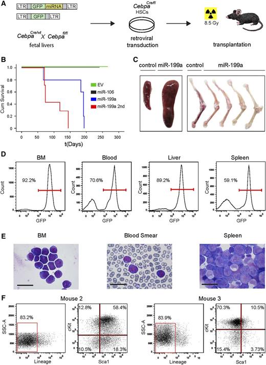 Figure 6. Forced expression of miR-199a drives leukemogenesis in mice. (A) Schematic overview of the HSC transplantation experiment. HSPCs were isolated from CebpaCre/fl fetal livers and infected with MSCV-GFP-miRNA or with MSCV-GFP-EV control viruses. Recipient mice were lethally irradiated (8.5 Gy) and transplanted with transduced cells by tail-vein injection. (B) Cumulative survival of mice transplanted with lin− cells expressing GFP, with miR-199a (n = 5) (P < .0005 compared with EV n = 9), miR-106 (n = 4) (a non-oncogenic miRNA that promotes myeloid progenitor expansion),28,43 GFP only, or secondary recipients of miR-199a leukemia cells (n = 7) (miR-199 compared with EV P < .0005, and secondary transplants compared with primary tumors P < .03). Statistical significance was calculated with the log-rank Mantel–Cox test. (C) Splenomegaly and anemic femurs and tibiae isolated from miR-199a–transplanted leukemic mice. (D) Fluorescence-activated cell sorter plots showing the percentage of GFP-expressing AML cells in the BM, blood, liver, and spleen of the leukemic mice. (E) Micrographs showing the morphology of leukemic blasts in the different hematologic organs (BM, blood, and spleen). Black bar indicates 10 µm. (F) Flow cytometric analysis of GFP-positive BM cells. GFP-positive AML cells from mouse 2 are an example of a stem cell-like phenotype (c-Kit, Sca1 double-positive), whereas the AML cells from mouse 3 have a progenitor-like (c-Kit high, Sca1 low) phenotype. GFP, green fluorescent protein; LTR, long terminal repeat; SSC-A, side scatter channel-A.