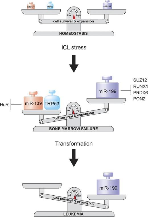 Figure 7. Model of how miRNAs control the balance between cell loss, cell survival and expansion, and leukemogenesis during BM stress. During homeostasis, miR-139-3p and miR-199a-3p are expressed at detectable levels in hematopoietic progenitors. The activity of TRP53, miR-139-3p, and miR-199a-3p is induced by ICLs. TRP53 and miR-139 causes the loss of HSPCs, whereas elevated levels of miR-199a-3p only partially compensate cell loss by stimulating HSPC proliferation. Targets of miR-139-3p and miR-199a-3p, Suz12, Runx1, Pon2, and Prdx6 and HuR are downregulated at this stage. Trp53 and miR-139-3p are lost in leukemias, whereas miR-199a-3p is highly expressed. miR-199a-3p is an onco-miR and drives oncogenic transformation of HSPCs toward leukemia.