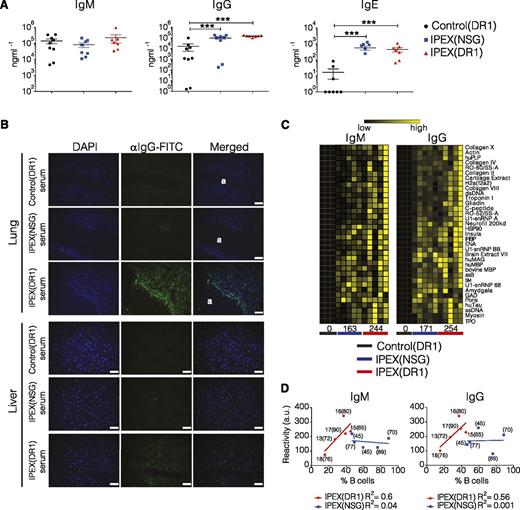 Figure 6. Loss of B-cell tolerance in IPEX mice. (A) Serum immunoglobulin levels quantified by ELISA from 2 independent experiments. (B) Autoantibody detection by indirect immunofluorescence on cryosections of frozen lung and liver tissue from a nonhumanized NSGAb°DR1 mouse. Frozen sections were incubated independently with sera from 4 individual reconstituted mice per group. Fluorescein isothiocyanate (FITC)-conjugated anti-human IgG was used as a secondary antibody combined with DAPI to label nuclei. (a) Denotes lung airway. Scale bars are 50 μm. (C) Heat map of antibody response to select murine antigens determined using an antigen microarray. Each column is the IgM and IgG serum reactivity from an individual mouse in each group with the averaged reactivity score for all antigens per group noted at the bottom. IgM P = .06, IgG P = .09 (D) The normalized cumulative autoreactive IgM and IgG antibody reactivity values for all 500 mouse antigens in arbitrary units (a.u.) were plotted against the % human B cells in each mouse (n = 5). Solid line marks the best-fit linear regression for each cohort with the R2 value calculated using Pearson correlation coefficients. For each data point, the % of human chimerism is shown in parenthesis and for IPEX(DR1) mice, the age in weeks when mice became moribund and were killed. Statistical analysis was performed using Mann-Whitney test (A) and nonlinear regression correlation using Pearson correlation coefficients (D). ***P < .001.