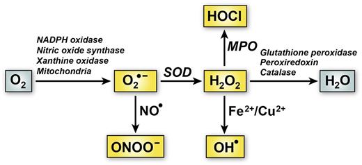 Figure 1. Major pathways of ROS generation and elimination in vascular cells. One electron reduction of O2 can produce superoxide anion (O2•−). The main pathways for O2•− transformation are via dismutation to hydrogen peroxide (H2O2) catalyzed by superoxide dismutase (SOD) or reaction with nitric oxide (NO•) to form peroxynitrite (ONOO―). H2O2 can be further metabolized to hypochlorous acid (HOCl) by myeloperoxidase (MPO) or hydroxyl radical (OH•) through reactions catalyzed by metal ions (Fe2+ or Cu2+) via the Fenton reaction. Elimination of H2O2 is facilitated by antioxidant enzymes such as glutathione peroxidase, peroxiredoxin, and catalase.