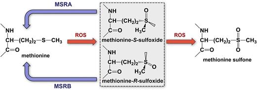 Figure 2. Biochemistry of protein methionine oxidation and reduction. Oxidation of protein methionine residues produces 2 sulfoxide diastereomers, methionine-S-sulfoxide and methionine-R-sulfoxide, which can be stereospecifically reduced back to methionine by 2 classes of mammalian methionine sulfoxide reductases, MSRA and MSRB, respectively. Further oxidation of methionine sulfoxide to methionine sulfone is biologically irreversible.