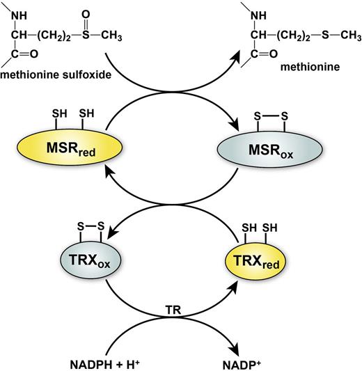 Figure 3. General mechanism of MSR and regeneration by the thioredoxin system. Reduction of methionine sulfoxide to methionine by MSR results in the transient formation of an intramolecular disulfide bond that inactivates the enzyme. Disulfide exchange reaction with thioredoxin (TRX) regenerates the active form of MSR and leads to inactivation of TRX. Regeneration of reduced TRX occurs through a transfer of electrons from NADPH in a reaction catalyzed by thioredoxin reductase (TR). The active reduced forms of the enzymes are depicted in yellow and the inactive oxidized forms of enzymes in gray.