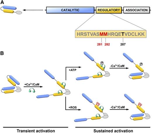 Figure 4. CaMKII domain structure and activation. (A) Each CaMKII monomer contains a catalytic kinase domain (blue), a regulatory domain involved (yellow), and an association domain (white). Dimerization of monomeric subunits is mediated via the association domains, followed by oligomerization to form a holoenzyme consisting of 2 stacked hexameric rings (not shown). The sequence of the regulatory domain containing 2 redox-active methionine residues (Met281/Met282) (red) and Thr287 (black) are indicated. (B) In the resting state, the kinase activity of CaMKII is autoinhibited by an interaction between its catalytic and regulatory domains. Binding of calcium/calmodulin (Ca2+/CaM) (green) to the regulatory domain causes disassociation and transient activation of the catalytic domain. Autophosphorylation at Thr-287 or oxidation at Met281/Met282 prevents autoinhibition and causes sustained activation of CaMKII that is independent of calcium/calmodulin binding. Adapted with permission from Scott et al.39
