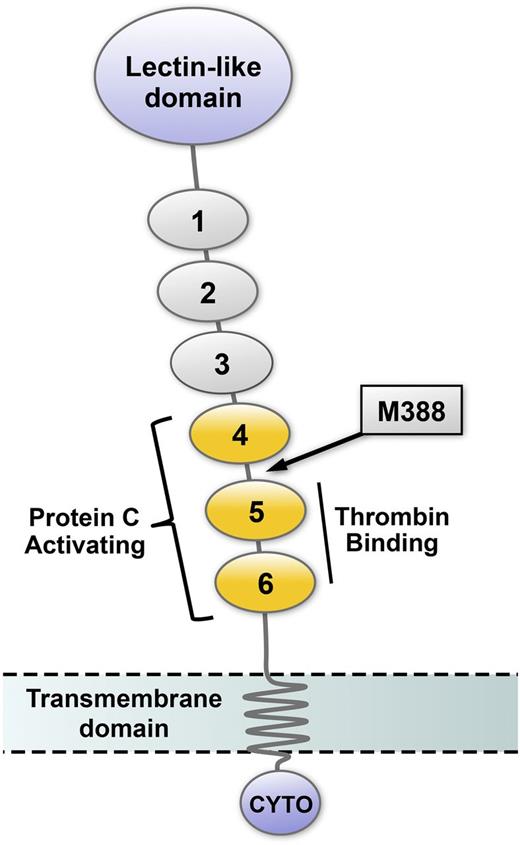 Figure 5. Schematic representation of thrombomodulin domain structure. The amino terminal portion of TM, which projects into the vascular lumen, contains a lectin-like domain and 6 EGF-like domains. EGF-like domains 5 and 6 are required for thrombin binding, and EGF-like domains 4 to 6 (yellow) are necessary for efficient activation of protein C. The location of the oxidation-sensitive regulatory methionine (M388) is in the short linker region between EGF-like domains 4 and 5 (arrow). TM also contains a transmembrane domain and a cytoplasmic tail (CYTO).