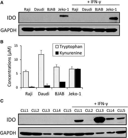 Figure 1. IDO in B-cell lymphoma lines and primary CLL cells. (A) Four B-cell lymphoma cell lines (Raji, Daudi, BJAB, and Jeko-1) and (C) 5 CLL patients’ PBMCs were cultured in the absence or presence of exogenous IFN-γ (50 U/mL) for 24 hours. Protein extracts were prepared for IDO western immunoblot analysis. Results are representative of 3 independent experiments. (B) IDO enzyme activity was evaluated by measuring the concentrations of l-tryptophan and l-kynurenine in the cell culture medium of the B-cell lymphoma lines using HPLC. Each bar represents the mean ± SD of the results from 3 independent experiments.