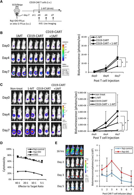 Figure 3. Combination of IDO inhibitor and CD19-CART therapy on IDO-positive tumors. (A) Schematic representation of the experiments in SCID/Beige mice comparing the antitumor effect of IDO inhibitor (1-MT), CD19-CARTs, or the combination of both on IDO-positive malignancies (Raji-IDO and Jeko-1). (B) Time course of Raji-IDO tumor bioluminescence. Data represent mean ± SD of 7 mice per group from 2 independent experiments (*P < .05). (C) Time course of Jeko-1 tumor bioluminescence. Data represent mean ± SD of 8 mice per group from 2 independent experiments (*P < .05). (D) CD19-CARTs retained similar cytotoxic activity against Raji-control and Raji-IDO in a 4-hour 51Cr-release assay. (E) Luciferase-labeled CD19-CARTs were injected intravenously in mice that had been subcutaneously inoculated with nonlabeled Raji-control (left flank) and Raji-IDO (right flank). The time course of T-cell bioluminescence at Raji-control and Raji-IDO tumor site is shown. Data represent mean ± SD of 4 mice.