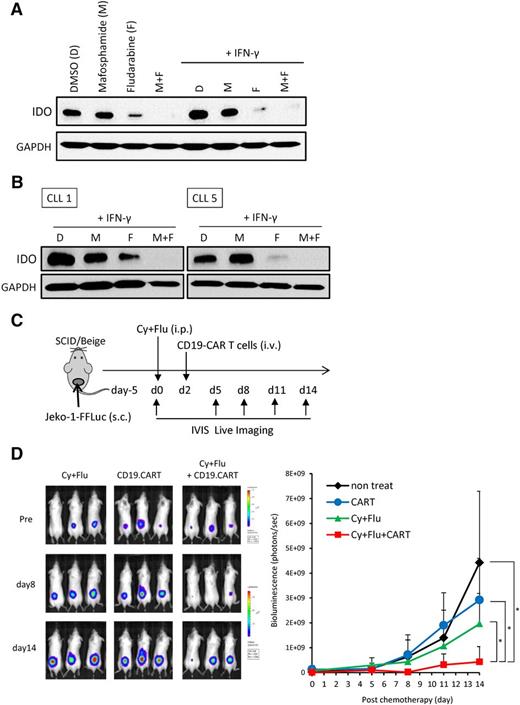 Figure 7. Fludarabine and cyclophosphamide downregulate IDO expression. (A) Jeko-1 cells were treated with mafosfamide (2 μg/mL), fludarabine (20 μM), or both for 24 hours. Cells were then washed and cultured with or without IFN-γ. Protein extracts were prepared for IDO immunoblot analysis. Results are representative of 3 independent experiments. (B) PBMCs from 2 CLL patients were treated with mafosfamide (2 μg/mL), fludarabine (20 μM), or both for 24 hours. Cells were then washed and incubated with IFN-γ. Twenty-four hours later, proteins were extracted, and IDO expression was revealed by immunoblot. (C) Schematic representation of the experiments in SCID/Beige mice comparing the antitumor effect of chemotherapy, CD19-CARTs, or their combination on Jeko-1 tumors. Mice were subcutaneously injected with luciferase-transduced Jeko-1 cells (3 × 106). Five days later, mice were treated with 0.75 mg fludarabine (Flu) and 0.75 mg cyclophosphamide (Cy) intraperitoneally. Two days after chemotherapy, CD19-CARTs (10 × 106) were infused intravenously. (D) Time course of Jeko-1 tumor bioluminescence. Data represent mean ± SD of 7 mice per group from 2 independent experiments (*P < .05).