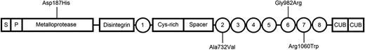 Figure 2. Location of the independently associated nonsynomymous variants across the functional domains of ADAMTS13. Asp187His is rs148312697, Ala732Val is rs41314453, Gly982Arg is rs36222275, and Arg1060Trp is rs142572218. S indicates the signal peptide, and P indicates the propeptide. Thrombospondin type 1 repeats 1 to 8 are shown as circles. Cys-rich indicates the cysteine-rich domain, and CUB indicates the C1r-C1s, urinary epidermal growth factor, and bone morphogenetic protein domains.