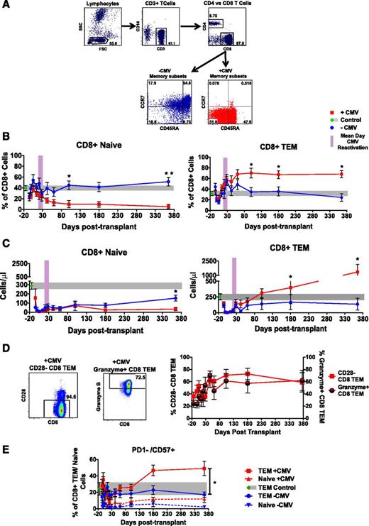 Figure 2. Longitudinal analysis of CD8 naive and memory T-cell subpopulation reconstitution in +CMV and −CMV patients. (A) Representative flow cytometry analysis of memory subset marker expression in CD8+ T cells. Cells were gated as follows: lymphocytes were identified by FSC and SSC, CD14−CD3+ T lymphocytes were identified, further distinguished into CD8+ and CD4+ T cells, and analyzed for their expression of CCR7 and CD45RA memory markers. Tnaive were identified as CCR7+/CD45RA+, TCM: CCR7+/CD45RA−, TEM: CCR7−/CD45RA−, TEMRA: CCR7−/CD45RA+. (B-C) Longitudinal analysis of CD8+ naive and Tem subsets depicted in percentage frequency (B) or absolute cell numbers (C). Data are mean ± SEM in +CMV patients (n = 7), −CMV patients (n = 10), and healthy controls (n = 10). Also shown is the mean day of CMV reactivation (±SEM), depicted as a purple bar. (D) Left, Representative flow cytometry analysis at day +365 shows CD28 expression (left panel) and Granzyme B expression (right panel) on CD8+ Tem. Right, Longitudinal analysis of mean ± SEM CD28−CD8+ Tem (left y-axis) and Granzyme B+CD8+ Tem (right y-axis). (E) Longitudinal analysis of PD-1−/CD57+CD8+ Tem (solid lines) and naive T cells (dotted lines) of +CMV (n = 7), −CMV (n = 10) patients, and healthy controls. All data are mean ± SEM. *P ≤ .05; **P ≤ .01 Wilcoxon rank-sum test. CCR, C-C chemokine receptor; FSC, forward scatter; SSC, side scatter; TCM, central memory T cells; TEMRA, effector memory-RA T cells.