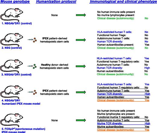 Overview of the generation of the HLA-DR1-NSG humanized IPEX syndrome mouse models, appropriate controls, and disease phenotypes. TCR, T-cell receptor.