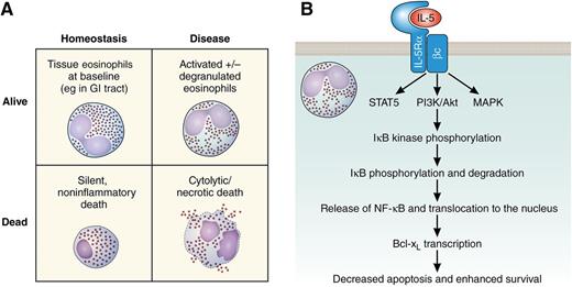Eosinophils. (A) Schematic representation of consequences of eosinophil life or death in homeostasis and disease. (B) Schematic signal transduction pathway leading to IL-5–mediated eosinophil survival. Bcl-xL, B-cell lymphoma–extra large; βc, common β chain; GI, gastrointestinal; IκB, inhibitor of NF-κB; IL-5Rα, IL-5 receptor α; MAPK, mitogen-activated protein kinase; PI3K, phosphatidylinositol 3-kinase; STAT5, signal transducer and activator of transcription 5.