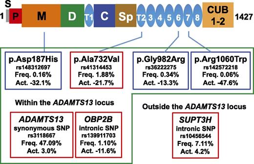 ADAMTS13 domain structure and functional genetic variants. Variants boxed with green are located within the ADAMTS13 locus. Variants boxed with red are significantly associated common variants among genome-wide SNPs. Variants boxed with blue are significantly associated rare variants among exome-wide SNPs. Act., percentage of increased or decreased plasma ADAMTS13 activity; C, Cys-rich domain; CUB, complement C1r/C1s; D, disintegrin-like domain; Freq., allele frequency; M, metalloprotease domain; P, propeptide; S, signal peptide sequence; Sp, spacer domain; T, thrombospondin type 1 repeat.