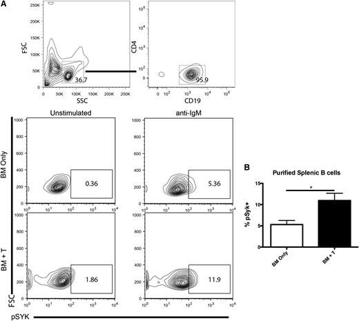 Figure 1. Syk activation during cGVHD. (A) B cells were purified from the spleens of healthy control (BM only) or cGVHD (BM + T) mice and stimulated with anti-IgM at 5 μg/mL. Splenocytes from B10.BR mice transplanted with B6 BM and low numbers of T cells were analyzed for pSyk at Y348 after ex vivo stimulation by 5 μg/mL of anti-IgM. (B) Cumulative expression of phosphorylated Syk. *P < .5. Error bars represent standard error of the mean (SEM); n = 8 representative data from 2 experiments.