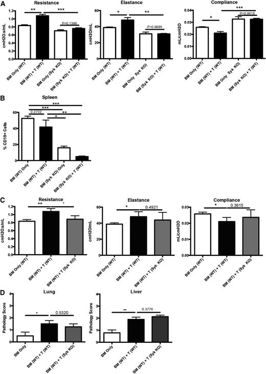 Figure 2. Presence of Syk in BM-derived B cells, but not donor T cells, is necessary for development of cGVHD pathology in a BO model. (A) Day-60 pulmonary function tests of mice transplanted with tamoxifen-induced Syk KO BM and WT T cells. (B) Frequency of B cells in transplanted mice on day 60 after transplant. (C) Pulmonary function tests from mice transplanted with WT BM and either WT T cells or Syk KO T cells. (D) Pathology scores from lung and liver of mice transplanted with Syk KO T cells. *P < .5; **P < .01. Error bars represent SEM; representative data from 3 independent experiments with n = 8 per group.