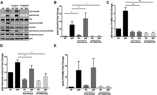 Figure 1. Inhibition of mTOR augments AKT signaling in CLL, which can be overcome by a dual PI3K/mTOR inhibitor. (A) CLL cells were pretreated with everolimus (1 μM) or PF-04691502 (1 μM) for 2.5 hours prior to treatment with soluble anti-IgM (IgM) for 15 minutes. Immunoblotting was performed for phosphorylated AKT (pAKTS473), S6 kinase (pS6KT389), and S6 (pS6 ribsosomal subunitS235/236). Bcl-2 was used as a loading control. The fold change in (B) pAKTS473 (n = 7), (C) pS6KT389 (n = 6), (D) pS6S235/236 (n = 7), and (E) AKTT308 (n = 5) compared to the untreated basal control after the various treatments described in panel A. *P < .05, **P < .01. Error bars represent SEM. NA, untreated basal control; SEM, standard error of the mean.