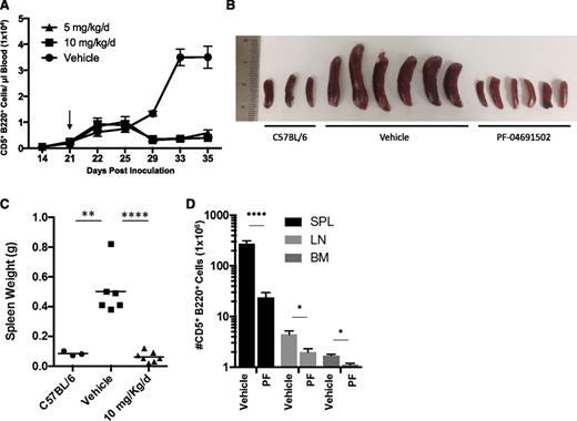 Figure 7. The effect of PF-04691502 in the Eμ-TCL1 mouse model. Mice inoculated with Eμ-TCL1 tumor cells were treated by oral gavage with 5 or 10 mg/kg/d PF-04691502 or placebo control over 14 days of continual treatment after the emergence of a leukemic phase occurred at day 21 (depicted by the arrow in panel A). (A) Peripheral leukemic (CD5+CD220+) cell number was evaluated by flow cytometry in the presence of PF-04691502 or the vehicle control. (B) Illustration of the spleen sizes from mice treated with 10 mg/kg/d PF-04691502 or vehicle control as compared to the wild-type mouse C57BL/6. (C) Weights of the spleens depicted in panel B. (D) Leukemic cell number was also investigated in various organs, including spleen (SPL), lymph nodes (LN), and bone marrow (BM) after treatment with PF-04691502 or the vehicle control. Error bars represent SEM. *P < .02, **P < .004, ****P < .0001. PF, PF-04691502.
