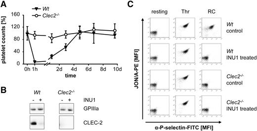 Figure 1. INU1-induced thrombocytopenia depends on platelet CLEC-2 expression. (A) Wt and Clec2−/− mice were IV injected with 100 µg of INU1 and platelet counts were determined on a FACSCalibur at the indicated time points. Results are mean ± SD in percentage of the initial platelet counts (n = 5 mice per group). (B) Western blot analysis of CLEC-2 levels, before and on day 5 post-INU1 injection in platelet lysates of Wt and Clec2−/− mice. GPIIIa served as a loading control. (C) Flow cytometric analysis of αIIbβ3 activation (JON/A-PE) and degranulation-dependent P-selectin exposure on platelets on day 5 post-INU1 injection. Washed blood was incubated with the indicated agonist for 15 minutes and analyzed on a FACSCalibur (RC, 0.12 µg/mL; thrombin (Thr), 0.1 U/mL). Results are representative of 3 individual experiments. FITC, fluorescein isothiocyanate; MFI, mean fluorescence intensity; PE, phycoerythrin; SD, standard deviation.