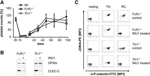 Figure 2. INU1-induced thrombocytopenia is independent of platelet integrin activation and FcγRs. (A) Wt, FcRγ−/−, and Tln1−/− mice were IV injected with 100 µg of INU1 and platelet counts were determined on a FACSCalibur at the indicated time points. Results are mean ± SD in percentage of the initial platelet counts (n = 5 mice per group). (B) Western blot analysis of CLEC-2 levels, before and on day 5 post-INU1 injection in platelet lysates of FcRγ−/− and Tln1−/− mice. GPIIIa served as a loading control. (C) Flow cytometric analysis of αIIbβ3 activation (JON/A-PE) and degranulation-dependent P-selectin exposure on platelets on day 5 post-INU1 injection (RC, 0.12 µg/mL; Thr, 0.1 U/mL). Results are representative of 3 individual experiments.