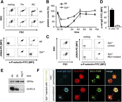 Figure 3. Syk is required for INU1-induced thrombocytopenia. (A) Flow cytometric analysis of naive Wt and Syk−/− platelets incubated with various agonists. Displayed are the FSC and SSC characteristics as well as integrin αIIbβ3 activation (JON/A-PE) and degranulation-dependent P-selectin exposure (RC, 0.12 µg/mL; Thr, 0.1 U/mL). (B) Wt and Syk−/− mice were IV injected with 100 µg of INU1 and platelet counts were determined on a FACSCalibur at the indicated time points. Results are mean ± SD in percentage of the initial platelet counts (n = 5 mice per group). (C) Flow cytometric analysis of control and INU1-treated Syk−/− platelets 1 hour after injection. Displayed are the FSC and SSC as well as the αIIbβ3 activation and degranulation-dependent P-selectin exposure. (D) Syk−/− mice were bled 1 hour after INU1 injection and washed blood was incubated with an α-rat Ig-FITC antibody for 15 minutes and subsequently analyzed on a FACSCalibur. As in vitro control, untreated mice were bled, blood was incubated with 20 µg/mL INU1 for 15 minutes, washed, and incubated with an α-rat Ig-FITC antibody for 15 minutes. (E) Western blot analysis of CLEC-2 levels at the indicated time points post-INU1 injection in platelets lysates of Syk−/− mice. GPIIIa served as a loading control. (F) Syk−/− mice were injected with 100 µg of INU1-F488 antibody, 15 minutes after injection platelets were isolated, allowed to adhere to PLL-coated cover slips, fixed and stained with α-rat IgG-Cy3 under permeabilizing or nonpermeabilizing conditions, and stained subsequently with PhalF647 diluted in permeabilizing buffer. Samples were visualized using a Leica TCS SP5 confocal microscope equipped with a 100×/1.4 oil objective. Scale bar represents 1 µm. Results are representative of 3 individual experiments.