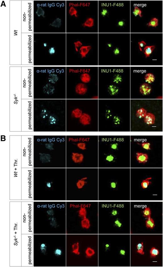 Figure 4. CLEC-2 downregulation occurs through Syk-independent internalization. (A) Wt and Syk−/− platelets were in vitro incubated with 20 µg/mL INU1-F488 for 15 minutes. Thereafter, platelets were stained and imaged as described in Figure 3F. Scale bars represent 1 µm. (B) Wt and Syk−/− platelets were in vitro incubated with 20 µg/mL INU1-F488 for 15 minutes followed by 2-minute incubation with Thr (0.1 U/mL). Subsequently, platelets were stained and imaged as described in Figure 3F. Results are representative of 3 individual experiments.