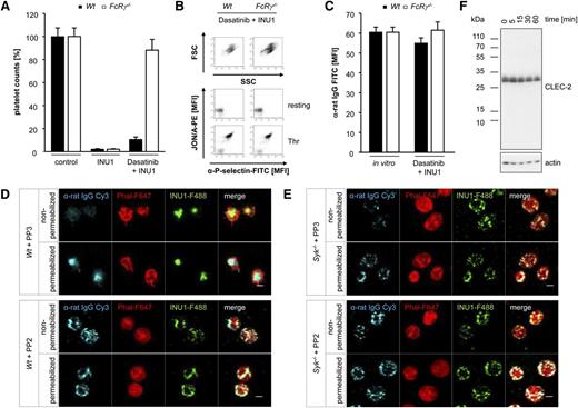 Figure 5. CLEC-2 internalization depends on SFK activity. (A) Wt and FcRγ−/− mice were pretreated with Dasatinib (5 mg/kg) for 1 h followed by IV injection of 100 µg of INU1. Platelet counts were determined 2 hours after injection on a FACSCalibur. Results are mean ± SD in percentage of starting values (n = 5 mice per group). (B) Flow cytometric analysis of INU1-injected Dasatinib-treated Wt and FcRγ−/− platelets 2 hours after injection. Displayed are the FSC and SSC as well as the αIIbβ3 activation and degranulation-dependent P-selectin exposure (Thr, 0.1 U/mL). (C) Two hours after INU1 injection, washed blood of Dasatinib-treated Wt and FcRγ−/− mice was incubated for 15 minutes with an α-rat Ig-FITC antibody and subsequently analyzed on a FACSCalibur. As in vitro control untreated mice were bled, blood was incubated with 20 µg/mL INU1 for 15 minutes, washed and incubated with an α-rat Ig-FITC antibody for 15 minutes. (D) Wt and (E) Syk−/− platelets were in vitro incubated for 15 minutes with 25 µM PP3 (negative control) or PP2 followed by an incubation with 20 µg/mL INU1-F488 for 15 minutes. Thereafter, platelets were stained and imaged as described in Figure 3F. (F) Wt platelets were in vitro incubated for 5 minutes with eptifibatide (40 µg/mL) and 20 µg/mL INU1 antibody. Subsequently, platelets were lysed at the indicated time points. Western blot analysis was performed with an antibody recognizing the intracellular N-terminal region of CLEC-2. β-actin served as a loading control. Results are representative of 3 individual experiments.