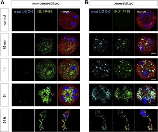 Figure 6. INU1-induced CLEC-2 internalization in fetal liver–derived MKs. The livers of 13.5- to 14.5-day-old mouse embryos were isolated from time-mated mice and a single-cell suspension was cultured for 72 hours; mature MKs were enriched on day 3 of culturing using a bovine serum albumin density gradient. These MKs were treated with INU1-F488 for the indicated time points. Subsequently, they were spun onto glass slides, fixed, and stained with α-rat IgG-Cy3 under (B) permeabilizing or (A) nonpermeabilizing conditions, as well as with phalloidin-F647 (red) diluted in permeabilizing buffer. Nuclei were stained using DAPI. Samples were visualized with a Leica TCS SP5 confocal microscope. Scale bar represents 10 µm.