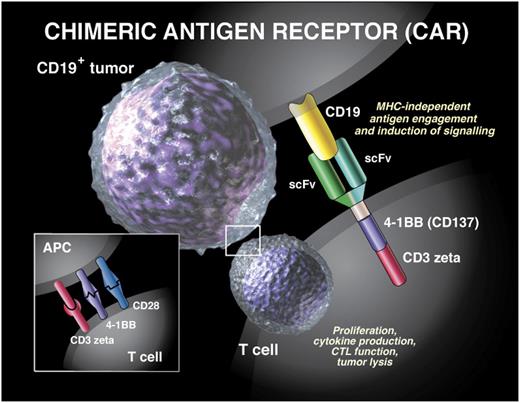 Figure 2. Second-generation CAR used in current clinical studies at Penn and CHOP. CTL, cytotoxic T lymphocyte; MHC, major histocompatibility complex. Reprinted with permission from Barrett et al.77 © Sue Seif