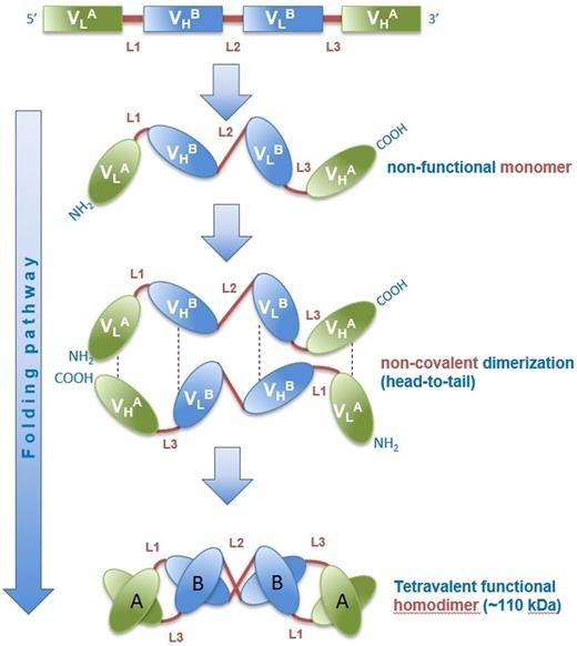 Figure 1. Folding pathway of AFM13. The fully functional TandAb antibody is formed by homodimerization of a single polypeptide in a head-to-tail fashion through noncovalent interactions of the immunoglobulin heavy (VH) and light (VL) variable chains of the constituting domains. The human anti-CD16A (FcγRIIIA) antibody domain (VHA/VLA) with specificity for the A isoform of FcγRIII on NK cells and macrophages was isolated from Affimed’s human antibody library. The murine anti-CD30 variable domain (VHB/VLB) was derived from hybridoma HRS-3.