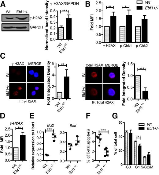 Figure 1. Heterozygous loss of Ebf1 results in increased levels of phosphorylated H2AX in B-cell progenitors. (A) Representative western blot out of 3 detecting γH2AX and glyceraldehyde-3-phosphate dehydrogenase from in vitro cultured Wt or Ebf1+/− pro-B cells. (Lower) Quantification of the signal intensity normalized to the Wt control and represents 3 experiments. The data shown in band intensity for mean ± standard deviation (SD) and statistical analysis was performed using an unpaired Student t test: ***P < .001 (B) Graphs over the relative MFI obtained by flow cytmetric analysis to detect γH2AX and indirect flow analysis of phosphorylated Chk1 (pChk1) and phosphorylated Chk2 (pCHK2) in in vitro-cultured Wt or Ebf1+/− pro-B cells. The data are normalized toward the Wt control and expressed in fold MFI that represents 3 independent experiments. The statistical analysis was done using an unpaired t test. Mean ± SD; **P < .01 and *P < .05 (C) Immunofluorescence analysis of phosphorylated and nonphosphorylated H2AX (total H2AX) in in vitro-cultured Wt or Ebf1+/− pro-B cells detected by using rabbit γH2AX monoclonal antibody or rabbit monoclonal total H2AX antibody followed by a specific anti-Alexa Fluor 594 secondary antibody. The nuclei were subsequently stained with DAPI, and the images were captured using an LM Zeiss upright confocal microscope. The quantification panel next to the image displaying the signal intensity was collected from 3 experiments. The statistical analysis was performed using an unpaired t test, and results are plotted as change in fold integrated density compared with Wt; **P < .01 and ***P < .001. (D) Diagram with relative MFI obtained by flow cytometric analysis to detect γH2AX, in ex vivo-isolated Wt or Ebf1+/− pro-B cells. The data are normalized toward the Wt control and represent 3 experiments, and an unpaired t test was performed. Mean ± SD; **P < .01 (E) Diagrams displaying quantitative RT-PCR data from in vitro-cultured Wt or Ebf1+/− pro-B cells. The data are normalized to the expression of HPRT in triplicate PCR reactions. An unpaired Student t test was performed for statistical analysis. ***P < .001. Data represent 3 independent experiments as mean ± SD. (F) Frequency of AnnexinV+ cells as estimated by flow cytometric analysis from in vitro-cultured Wt or Ebf1+/− pro-B cells. The cells were gated on a lymphoid gate for live cells. The data represent 5 experiments. The error bar in the panels indicate mean ± SD, and statistical analysis was performed using the Student t test. ***P < .001. (G) Cell cycle status of Wt or Ebf1+/− pro-B cells using Ki67 and DAPI staining. G0 cells were scored as Ki67−DAPIlow, G1 Ki67+ DAPIlow, and SG2M as Ki67+DAPIhigh. Mean ± SD and statistical analysis was performed using the Student t test. *P < .05.