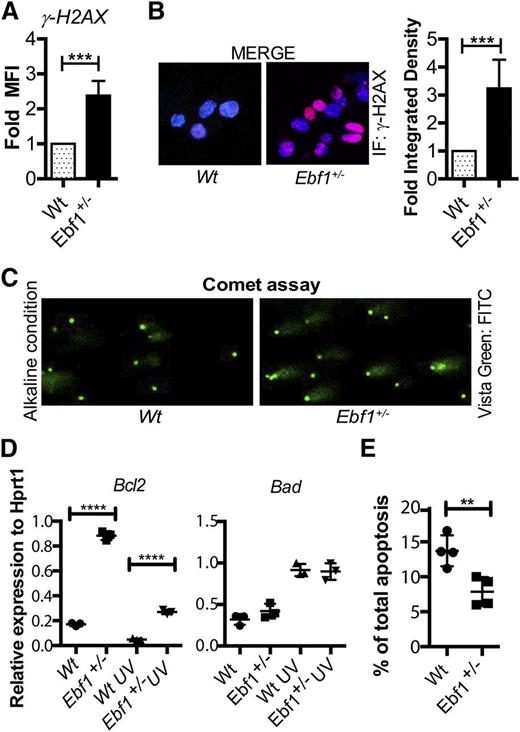 Figure 2. Heterozygous loss of Ebf1 results in increased DNA damage after UV exposure of B-cell progenitors. (A) Relative MFI obtained by flow cytometric analysis to detect γH2AX in in vitro-cultivated primary Wt or Ebf1+/− pro-B cells 16 hours after UV exposure. The data are normalized toward the Wt control and represent 3 experiments, The statistics were performed using an unpaired t test; the error bar represents mean ± SD. ***P < .001. (B) Immunohistochemical staining of phosphorylated H2AX (γH2AX) in in vitro-cultured Wt or Ebf1+/− pro-B cells 16 hours after UV exposure. DAPI was used to stain the nucleus. (Lower) Quantification of the signal intensity collected from 3 experiments. The representation of fold-integrated density is based on an unpaired t test with error bars representing mean ± SD. ***P < .001. (C) Representative pictures of comet assays performed 16 hours after UV exposure of in in vitro-cultivated primary Wt or Ebf1+/− pro-B cells. (D) Quantitative RT-PCR data from in vitro-cultured Wt or Ebf1+/− pro-B cells before and 16 hours after UV exposure. The data are normalized to the expression of HPRT in triplicate PCR reactions and represent 3 independent experiments. The Student t test represents statistical analysis. ****P < .0001. (E) Frequency of annexinV+ cells as estimated by flow cytometric analysis from in vitro-cultured Wt or Ebf1+/− pro-B cells. The cells were gated on a lymphoid gate for live cells. The error bars in the diagrams indicate mean ± SD, and statistical analysis was performed using an unpaired Student t test. **P < .01.