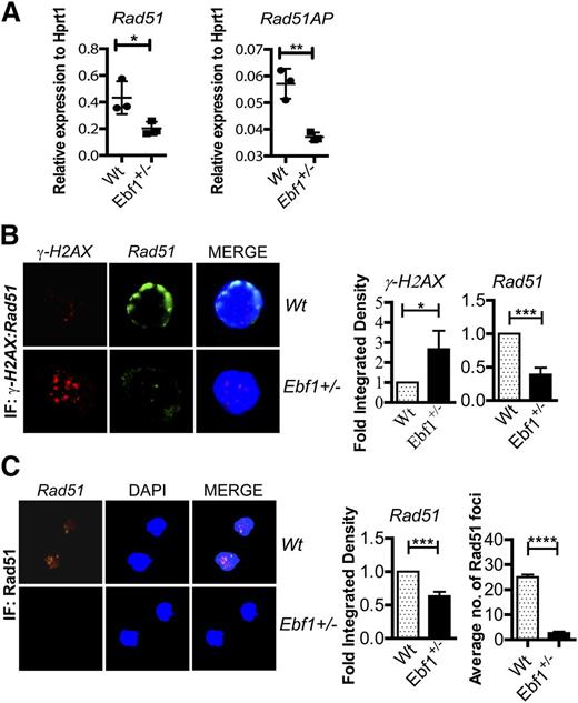 Figure 3. Heterozygous loss of Ebf1 results in lower levels of Rad51 in B-cell progenitors. (A) Quantitative RT-PCR data from in vitro-cultured Wt or Ebf1+/− pro-B cells. The data are normalized to the expression of HPRT in triplicate PCR reactions and represent 3 independent experiments. The Student t test was performed to check the statistical significance. **P < .01 and *P < .05. (B) Immunofluorescence staining of γH2AX (rabbit) and mouse Rad51 in in vitro-cultured Wt or Ebf1+/− pro-B cells followed by the specific anti-Alexa Fluor 594 (γH2AX) and anti-Alex Fluor 488 secondary antibody (Rad51). DAPI was used to stain the nucleus. The panel adjacent to each IF image shows a quantification of the signal intensity collected from 3 experiments, and quantification is represented as fold integrated density with statistical significant value: *P < .05 for γH2AX and ***P < .001 for Rad51. (C) Immunohistochemical staining of Rad51 in in vitro-cultured Wt or Ebf1+/− pro-B cells 16 hours after UV exposure. DAPI was used to stain the nucleus. The data were collected from 3 experiments, and foci formation was counted from 3 cells from 3 different experiments. The error bars in the diagrams indicate mean ± SD, and statistical analysis was performed using the Student t test, with P < .001.