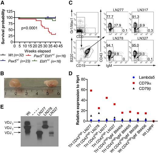 Figure 4. Combined heterozygous loss of Ebf1 and Pax5 results in development of disease and increased mortality. (A) Kaplan-Meier curves describing the 40-week survival of Wt, Ebf1+/−, Pax5+/−, and Pax5+/−Ebf1+/− mice. A drop in the curve describes unknown cause of death or development of swollen lymph nodes and subsequent euthanasia due to animal protection regulations. Mice euthanized for known reasons other than swollen lymph nodes are censored in the curves. Overall log-rank (Mantel-Cox test) P value is displayed. (B) Two enlarged, one inguinal and one brachial, lymph nodes from a Pax5+/−Ebf1+/− mouse. (C) Representative flow cytometric analysis of the cellular content of a representative lymph node (left) and the fraction of CD43high or IgM+CD19+ cells in 4 analyzed nodes (right). (D) Quantitative RT-PCR data over gene expression analysis of sorted live cells in 4 analyzed lymph nodes. Sorted Pax5+/−Ebf1+/− BM pro-B cells and lymphoid primed multipotent progenitors were used as positive and negative controls. Expression levels are presented in relation to HPRT. Data represent 1 of 2 quantitative PCR experiments using triplicate PCR reactions for estimation of expression values. (E) Immunoglobulin heavy chain VDJ analysis from 3 of the analyzed live cell populations from nodes of mice displaying peripheral pro-B cell expansion. Cultured Wt pro-B cells were included to show the rearrangement signature of a polyclonal population.