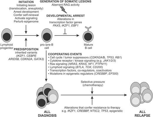 Figure 2. Schema for the genetic pathogenesis of B-ALL. Key inherited and somatic genomic variants and their relationship to the development of ALL and treatment failure are shown. Representative alterations are shown.
