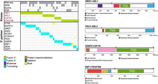 Figure 4. ABL1-class rearrangements in Ph-like ALL. The figure shows each ALL sample as a column, each kinase rearrangement as a green box, and the diverse range of fusion partners in blue. On the right, representative schema of fusion proteins are shown, showing preservation of the kinase domain in the C terminus of the protein and fusion partners uniformly in the 5′ region of the protein, with domains that mediate overexpression of the kinase, cellular mislocalization, and dimerization of the fusion protein. TKD, tyrosine kinase domain.