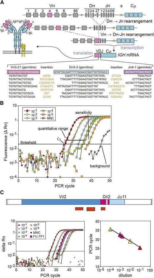 Figure 2. Basic principles of RQ-PCR–based MRD analysis using rearranged IG and TR genes as targets. (A) Schematic diagram of an IGH gene rearrangement, resulting in a V-D-J exon with highly diverse junctional regions, which differ in each individual B cell, even if by coincidence the same V, D, and J genes are used. (B) RQ-PCR analysis of an dilution experiment, showing the technical definitions for interpretation of RQ-PCR results.18 The amplification plot shows the position of the threshold and obtained Ct values, the quantitative range, the sensitivity, and the background signal. (C) Example of RQ-PCR MRD analysis using an Vδ2-Dδ2-Jα11 rearrangement as target.44 One primer and the TaqMan probe are positioned at the Vδ2 gene and the other primer is an ASO primer, positioned at the Vδ2-Dδ2 junctional region. The amplification plot (right) shows the dilution experiment and the follow-up sample (in triplicate). The corresponding standard curve (left) is based on the dilution experiment and allows calculation of the ALL cell frequency in the follow-up sample.