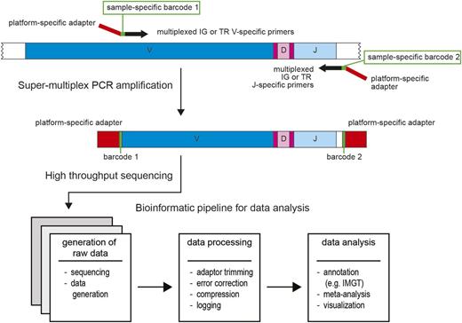 Figure 7. Schematic diagram showing the various steps in HTS of IG and TR for MRD detection. (Top) The IG or TR gene rearrangements are amplified in a single step using a super-multiplex PCR with many different primers, which match with one or more individual V and J genes of the IG and TR genes. The primers contain a platform-specific adaptor (red) and a unique identifier (barcode) for each sample (green). (Middle) After PCR amplification, HTS is being performed, using sequence primers directed against the platform-specific adaptors. (Bottom) The obtained sequencing data are processed via a specially designed bioinformatic pipeline, which includes error correction, annotation of the gene segments, meta-analysis, and visualization of the results (www.EuroClonality.org).
