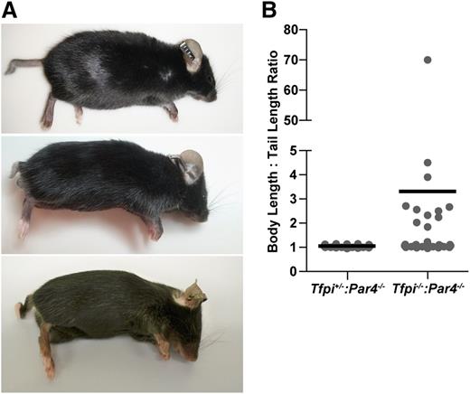 Figure 2. Some Tfpi−/−:Par4−/− mice have short, kinked, and/or curly tails. (A) Representative photos of short tailed Tfpi−/−:Par4−/− mice. (B) The body length to tail length ratio of Tfpi−/−:Par4−/− (n = 38) and Tfpi+/−:Par4−/− (n = 35) littermate male mice was determined at 8 weeks of age. An increased ratio, because of decreased tail length, was observed in 11 (29%) Tfpi−/−:Par4−/− mice. Data points represent ratios of individual mice and black lines the average ratio.